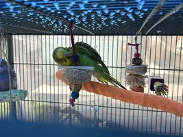 Tom the Con-Man and the Flock!