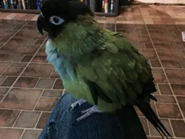 Loki, my Nanday