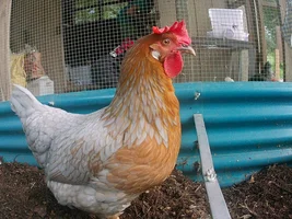 Poultry?