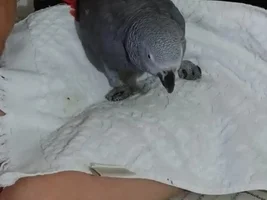 Help, African Grey sick!