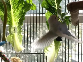 SIX budgies, a Conure, and a fiddle