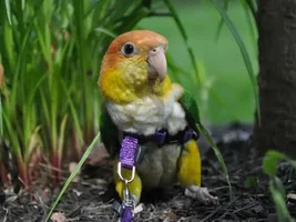 Small bird photo thread!