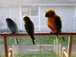 Can conure get along with different bird breed  ?