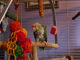 How many birds in parrot forums ?