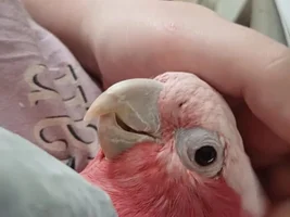 What subspecies is my galah?