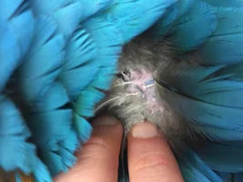 New Macaw Owner Plumage Advice