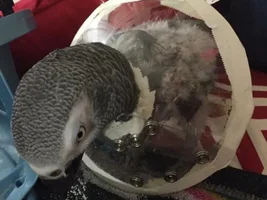 Barbering his feathers again...