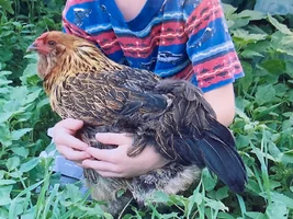 Poultry?