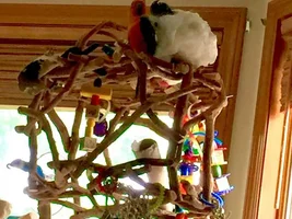 Bestest Birdfriends