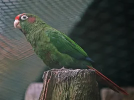 Pyrhurra conures types - part 2: Species