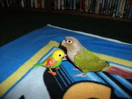 Conures vs digibirds