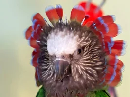 September 2024 POTM Contest!