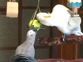Safe, indestructible & re-loadable parrot toys...