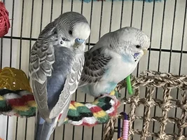 Hello! My entire life story about budgies :)