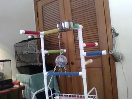 Parrot unwell but difficult to diagnose