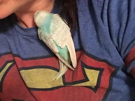 Fostering a parakeet, info please