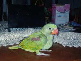 FEATHERS BLACKEN AND FALL OUT!!!