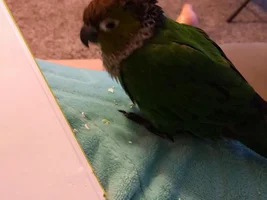 Biting and Ornery?!
