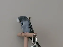 [UPDATE SEPTEMBER] Feathered Hello from Savannah + Meet My Birds