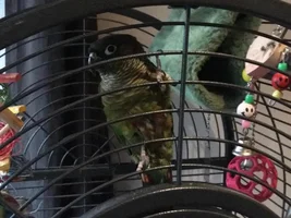 My green cheek conure Darcy