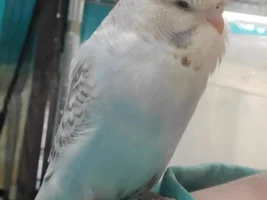 [UPDATE SEPTEMBER] Feathered Hello from Savannah + Meet My Birds