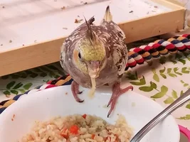 treats for tiels