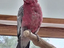 Help 6 month old Rosie