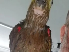 Learning about my amazon as he learns about me, chronicles of a fluffy Rio