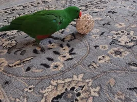Funny eclectus stories