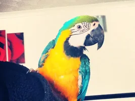 Hey guys meet my Macaw