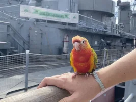 Anyone Buffalo NY, Take parrot out for a walk together?