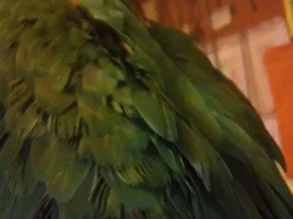 Do macaws get dandruff?