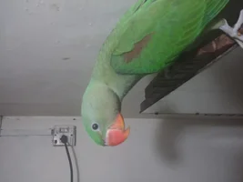 is this alexandrine male or female?