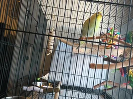 Have young budgie-should I add another?