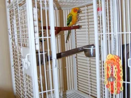 tips on bonding with baby sun conure