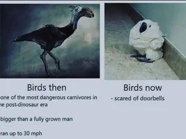 The best Bird meme!!