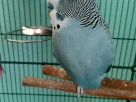 Official budgie photo thread!