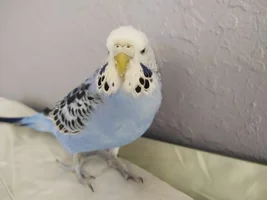 What's Your Parrot Up To Today?