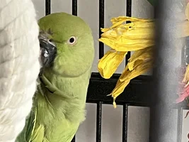 Green parakeet
