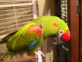 New macaw