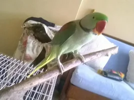 green gang