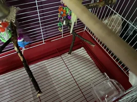 Help selecting a cage?