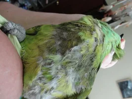 Chewing problem :(