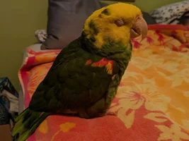 DYH Amazon Sleeping A Lot