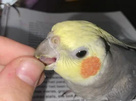 Green nostrils