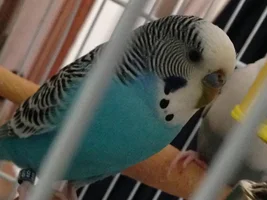 My budgie has dried discharge on her nose