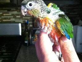 My very FIRST bird - a YSGCC!!