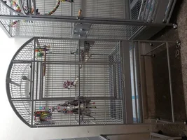 Getting your parrot to overcome fear
