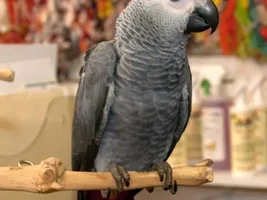 Cameroon African Grey
