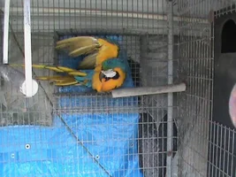 Sick Macaw